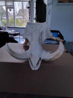 Schedel wrattenzwijn, Verzamelen, Ophalen, Gebruikt, Wild dier, Schedel