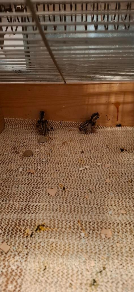 Californische  kuifkwartel  kuikens, Meerdere dieren