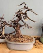 Bonsai Larix, Volle zon, Bloeit niet, Minder dan 100 cm, Overige soorten