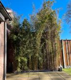 Niet woekerende, groenblijvende bamboe Robusta campbell 5M️, Tuin en Terras, Ophalen, Bamboe, 250 cm of meer
