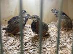 Harlekijnkwartels, Dieren en Toebehoren, Pluimvee, Meerdere dieren, Kip