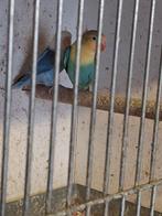 2 jonge fischeri, Dieren en Toebehoren, Geslacht onbekend, Dwergpapegaai of Agapornis