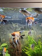 Update stocklist aquarium afdeling, Vis, Zoetwatervis, Schoolvis