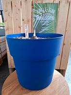 Eucomis pole-evansii, Ophalen of Verzenden, Overige soorten