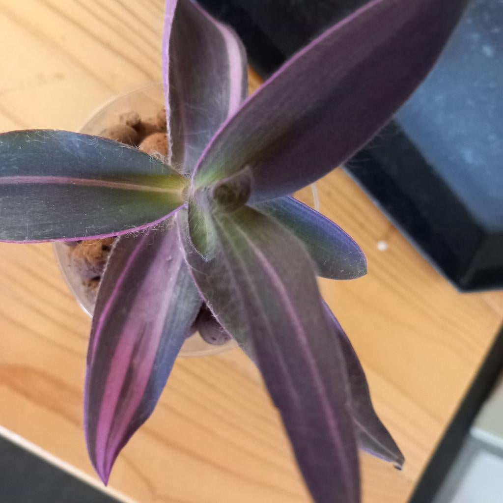 Tradescantia pallida pink stripe stek., Huis en Inrichting, Ophalen of Verzenden, Halfschaduw, Minder dan 100 cm