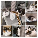 Prachtige Maine Coon kittens, Dieren en Toebehoren, Meerdere dieren, Gechipt, 0 tot 2 jaar