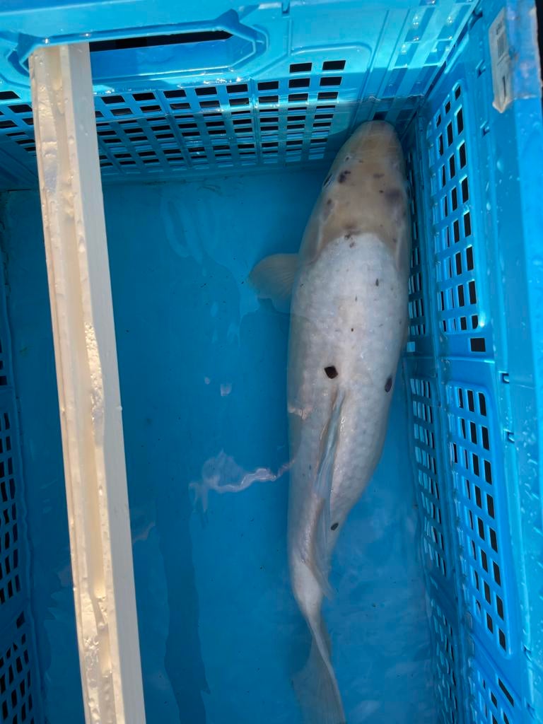 Koi karper, Dieren en Toebehoren, Vissen | Vijvervissen, Karper of Koi