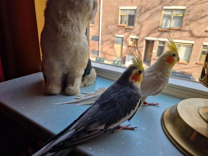 Valkparkieten, Dieren en Toebehoren, Vogels | Parkieten en Papegaaien, Parkiet, Meerdere dieren