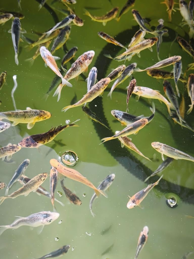 Peester Koi ca. 5cm, Karper of Koi