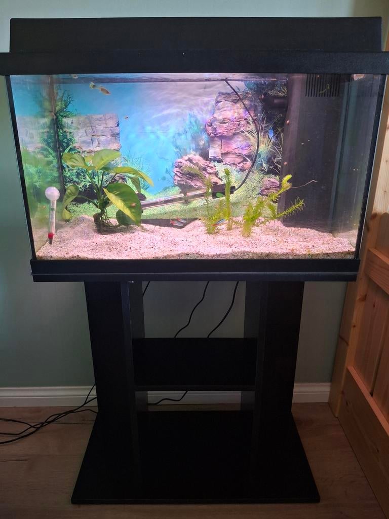 Juwel aquarium inclusief toebehoren, Ophalen, Gevuld zoetwateraquarium