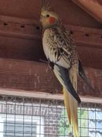 Valkparkiet, Dieren en Toebehoren, Vogels | Parkieten en Papegaaien, Mannelijk, Parkiet