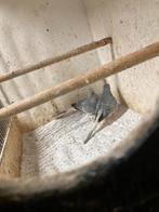 Koppel diamantduifjes, Dieren en Toebehoren, Meerdere dieren