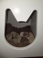 Schattige Ragdoll kittens!, Meerdere dieren, 0 tot 2 jaar