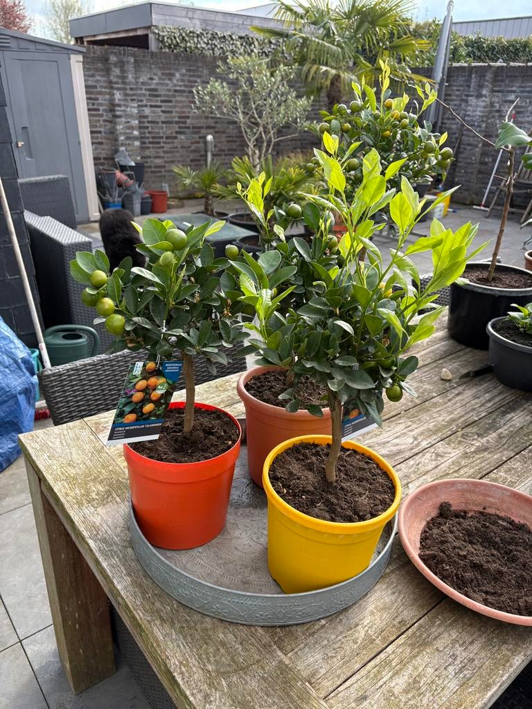 3 super schattig citrus mandarijntjes bomen op stam !!, Ophalen, Minder dan 100 cm, Overige soorten, Volle zon