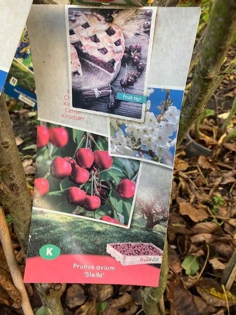 Fruit- laagstam abrikoos, kers, morel, pruim of nectarine, Tuin en Terras, Planten | Fruitbomen, Ophalen, Minder dan 100 cm, In pot