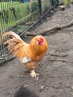 Haan, Dieren en Toebehoren, Mannelijk, Kip