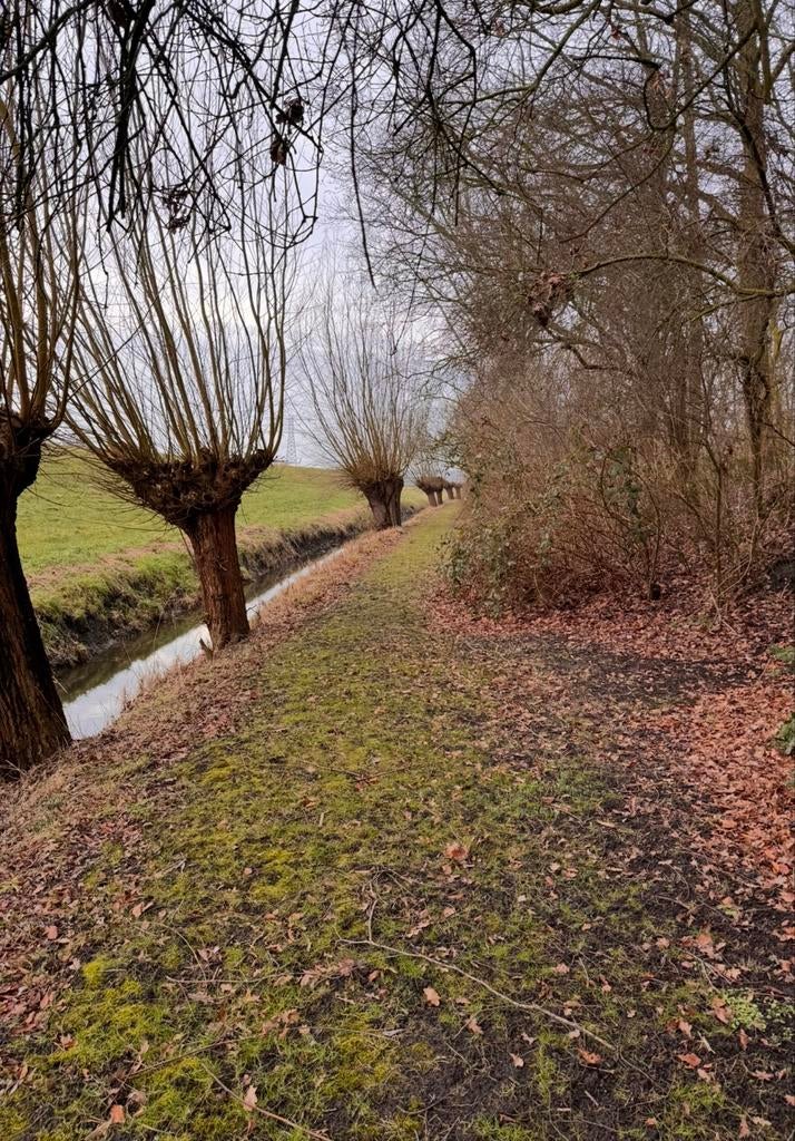 Verse wilgentakken, Overige soorten, Lente, 250 tot 400 cm, Ophalen