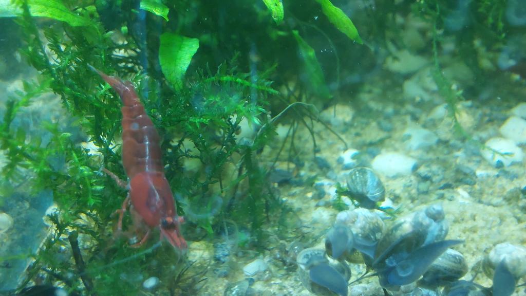 Neocaridina Davidi Bloody Mary Garnalen per 10 voor €5, Kreeft, Krab of Garnaal, Zoetwatervis, Schoolvis