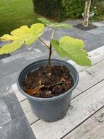 vijgenboom, vijgenstruik, Bloeit niet, 100 tot 250 cm, Volle zon, In pot