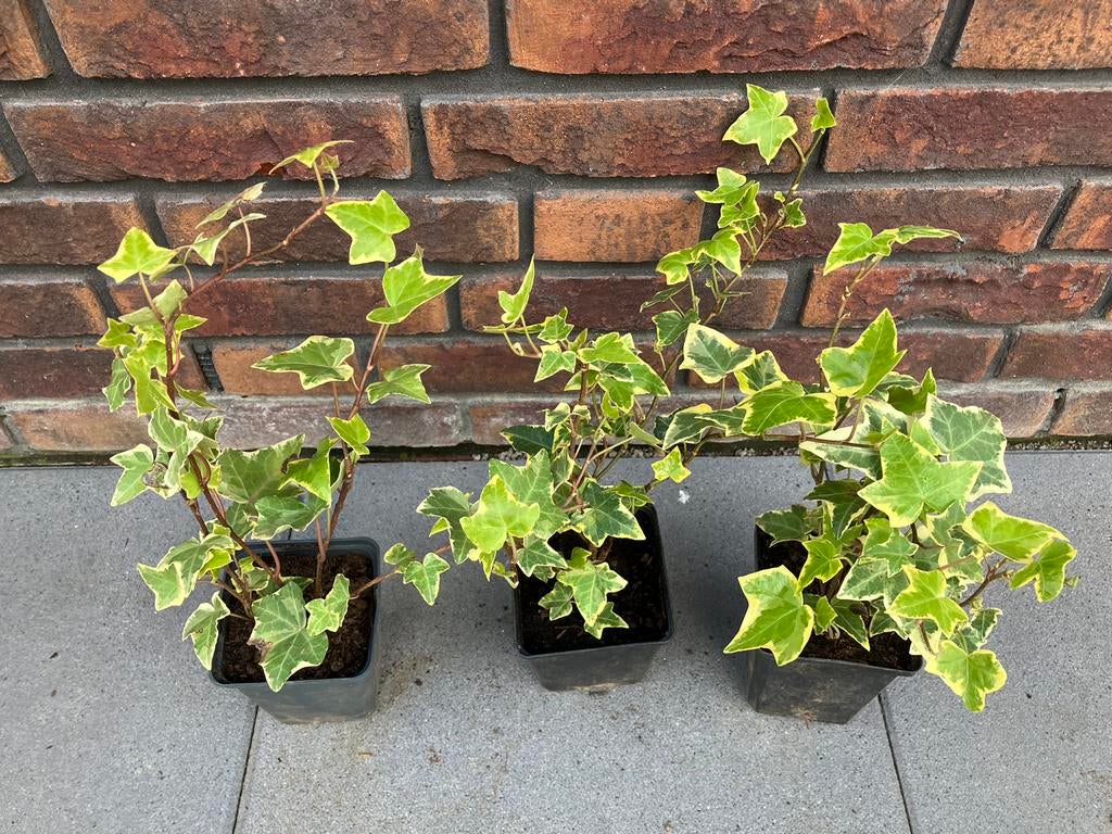 Hedera goldchild, klimop, Ophalen, Overige soorten, 100 tot 250 cm