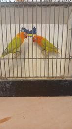 Fischerie opaline, Vrouwelijk, Dwergpapegaai of Agapornis