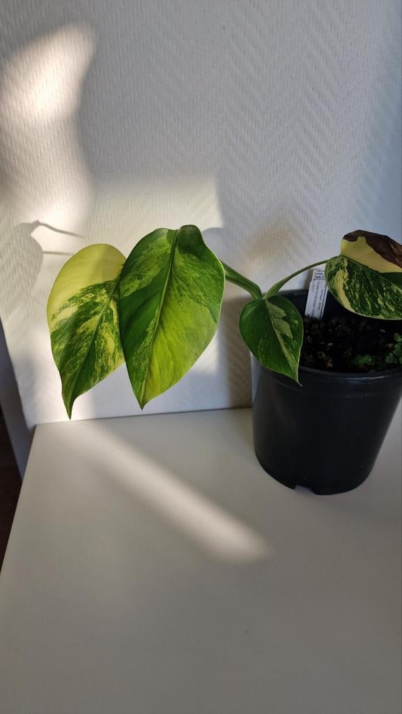 Monstera Deliciosa Aurea, Ophalen, Halfschaduw, Minder dan 100 cm