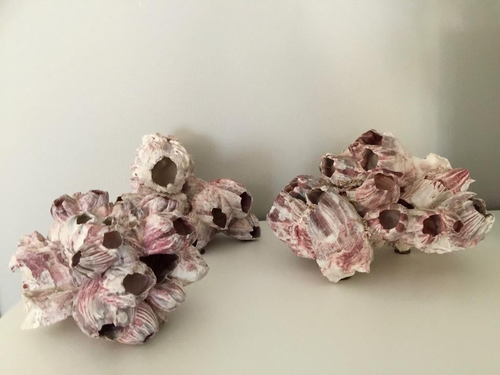 Woondecoratie | Woonaccessoire | Zeepokken | Decoratie | 3x, Ophalen, Decoratieobject, Zo goed als nieuw, Natuurlijk materiaal