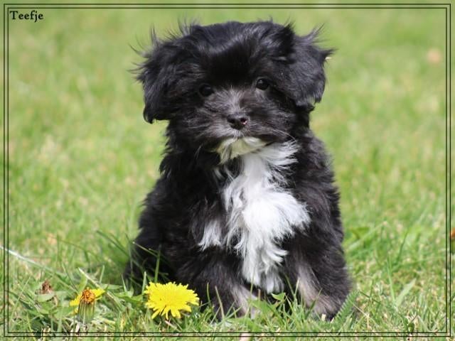 Leuke Boomer pup., Dieren en Toebehoren, Nederland, Parvo, Overige rassen, 8 tot 15 weken