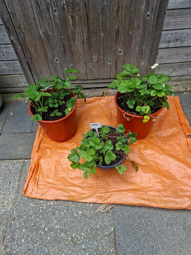 aardbeien, Ophalen, Overige soorten, Volle zon