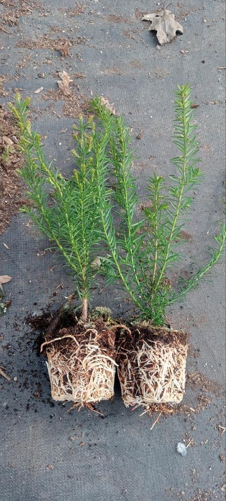Taxus baccata, 25 cm hoog, Ophalen, Bloeit niet, Overige soorten, Volle zon