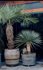 Whiskyvaten/wijnvaten / XXL plantenbak eikenhout, Ophalen, Overige materialen, 40 cm of meer, Rond