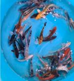 Koi 12–15 cm uit eigen kwekerij – Koidream Valburg, Dieren en Toebehoren, Vissen | Vijvervissen, Karper of Koi