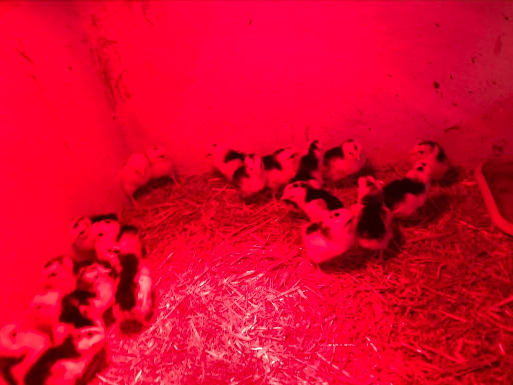 Bonte leghorns kuikens, Dieren en Toebehoren, Pluimvee, Meerdere dieren, Kip