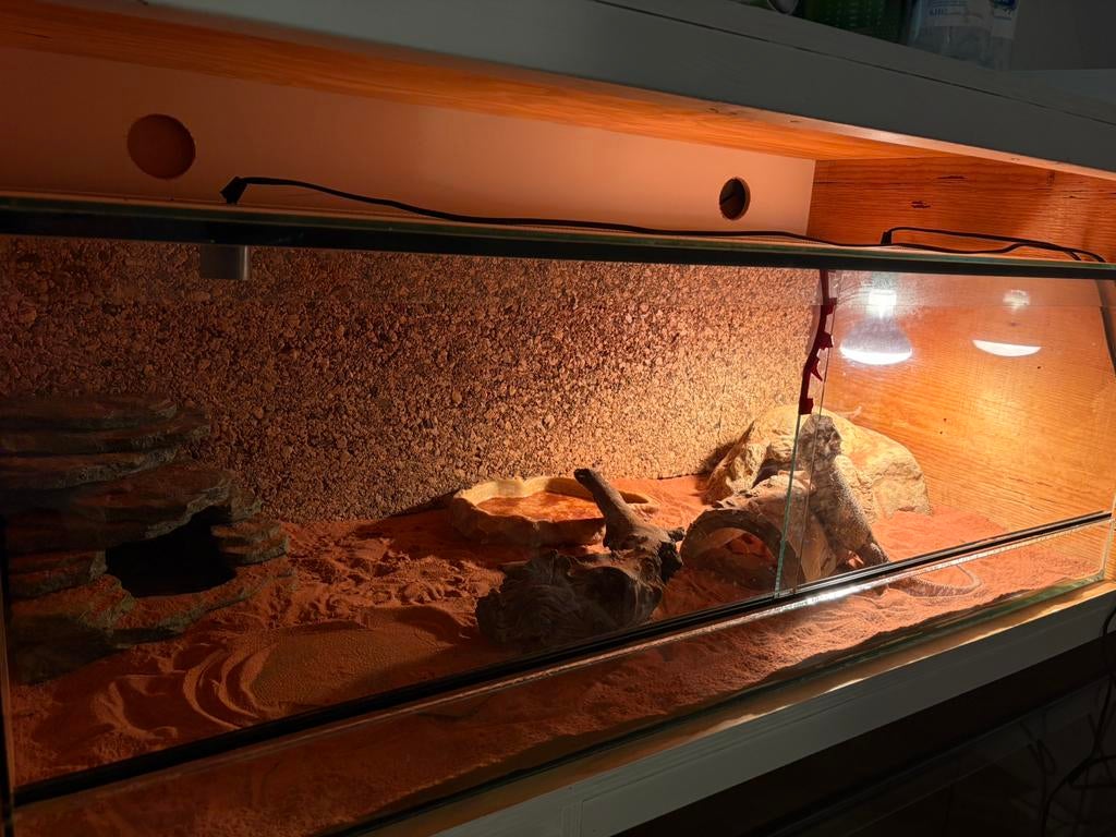 Terrarium 120x55x40 cm – glazen terra met kurkachterwand, Dieren en Toebehoren, Reptielen en Amfibieën | Toebehoren, Ophalen, Zo goed als nieuw