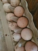 Broedeieren Mechelse Koekoek, Dieren en Toebehoren, Pluimvee, Geslacht onbekend, Kip