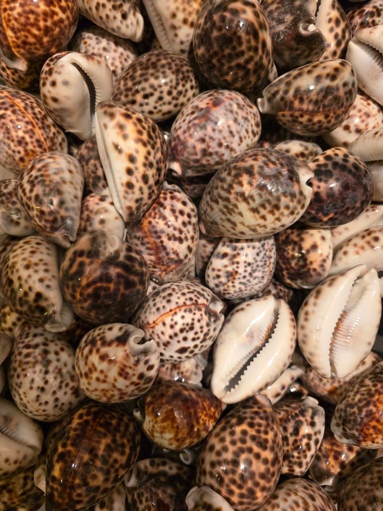Prachtige tijgerschelpen ( Cypraea tigris ), Ophalen of Verzenden, Zo goed als nieuw