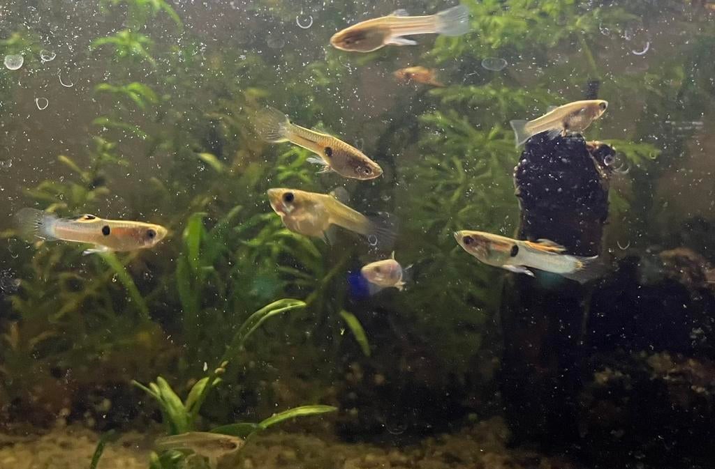Jonge volwassen Endler guppy’s, Dieren en Toebehoren, Ophalen