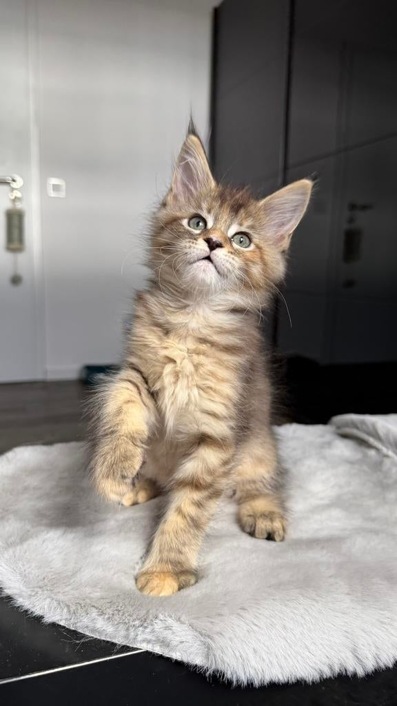 Prachtige Maine Coon poes – veelbelovend voor fok, Dieren en Toebehoren, Poes, Met stamboom