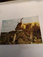 HIGHLAND COW AND CALF SCOTLAND, Ophalen of Verzenden, 1980 tot heden