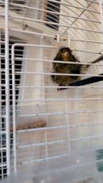 Vogels  Kanaries, Dieren en Toebehoren, Vogels | Kanaries, Meerdere dieren, Kleurkanarie