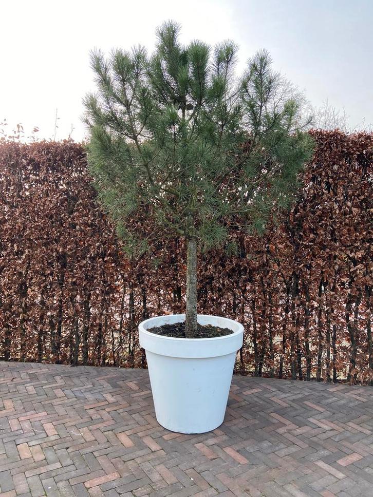 Pinus Pinea, Tuin en Terras, Planten | Bomen, Overige soorten, 100 tot 250 cm, Volle zon, Bloeit niet, In pot, Ophalen