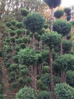 Bolconiferen bonsaibomen bonsai coniferen op stam, Volle zon, Vaste plant, Bloeit niet, Ophalen