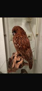 Prachtige opgezette Bosuil, Ophalen, Zo goed als nieuw, Vogel, Opgezet dier