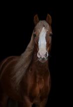 Welsh pony 7 jaar, Dieren en Toebehoren, Paarden, Minder dan 160 cm, B, 7 tot 10 jaar, Recreatiepaard