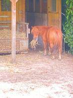 Oudere kleine pensioen pony gevraagd., Dieren en Toebehoren, Pony's, Gechipt, Niet van toepassing, A pony (tot 1.17m), Meerdere dieren