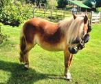 2 leuke pony hengsten (1 en 3 jr), Dieren en Toebehoren, Pony's, Meerdere dieren, A pony (tot 1.17m), Met stamboom, 0 tot 2 jaar