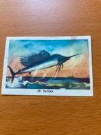 Kaartje 29 Sailfish van het album Zo moet je Vissen. Rizla, Ophalen of Verzenden, Zo goed als nieuw, Prentenboek