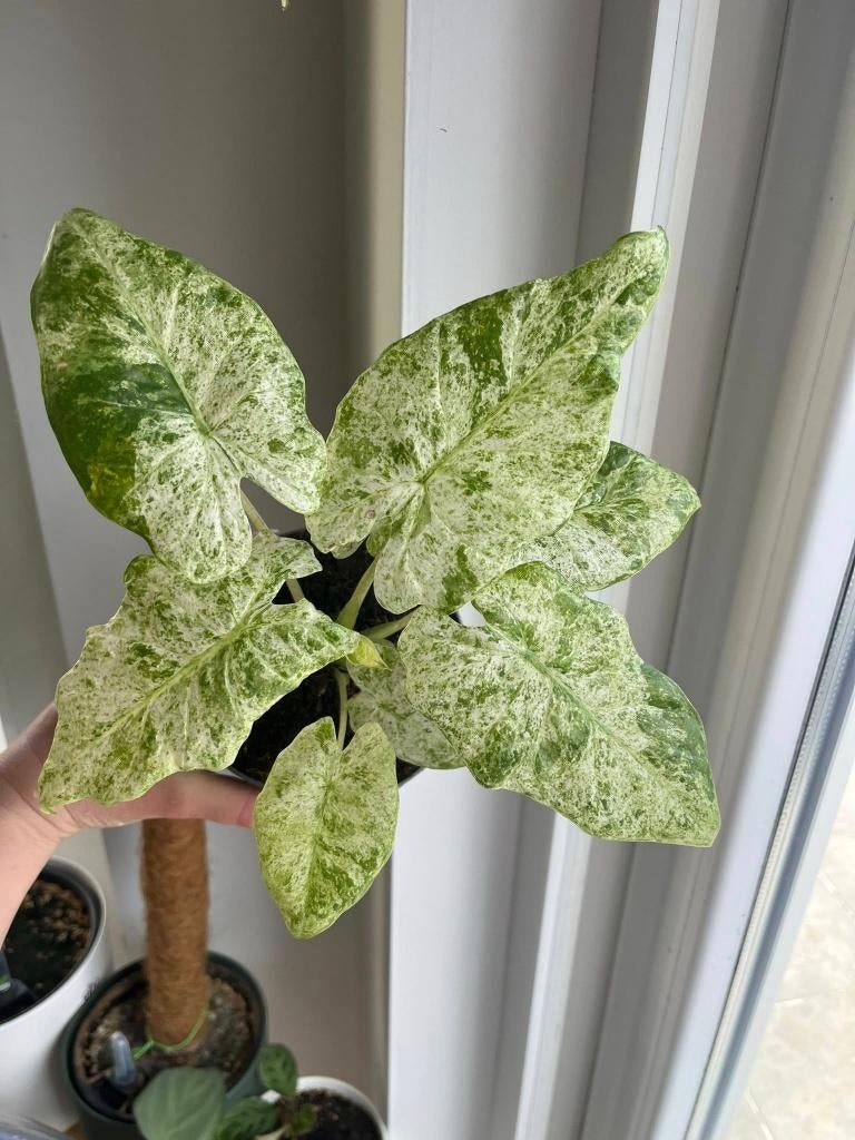 Alocasia Macrorrhiza Splash, Huis en Inrichting, Kamerplanten, Ophalen of Verzenden, Halfschaduw, Minder dan 100 cm