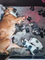 Prachtige Franse bulldog pups met Stamboom, Dieren en Toebehoren, Honden | Bulldogs, Pinschers en Molossers, Parvo, 8 tot 15 weken