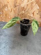 Epipremnum Marble Queen plantje, Groene kamerplant, Ophalen of Verzenden, Halfschaduw, Minder dan 100 cm